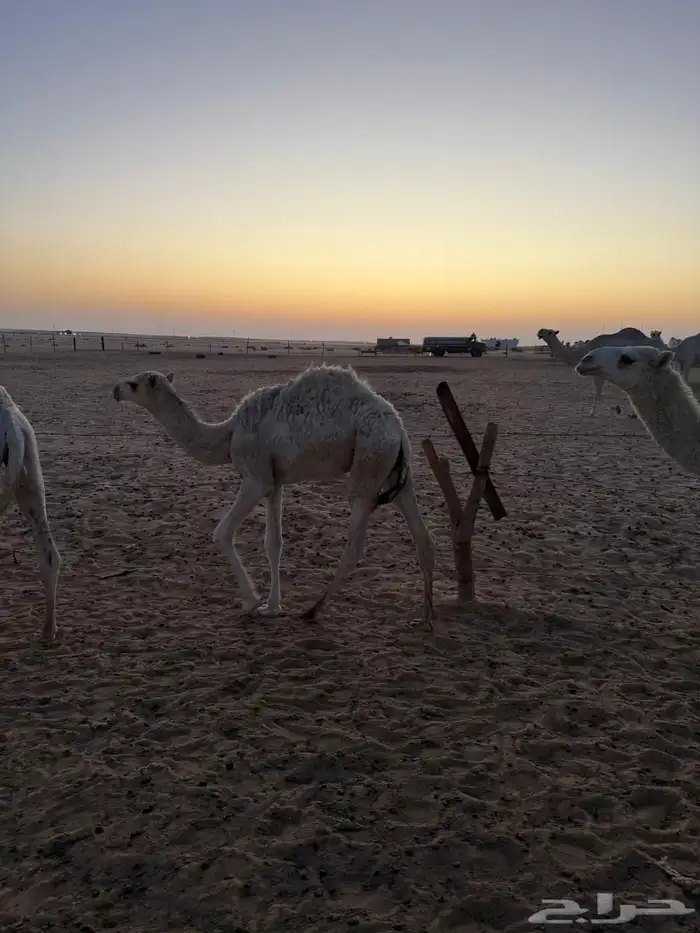 قعود للبيع 1