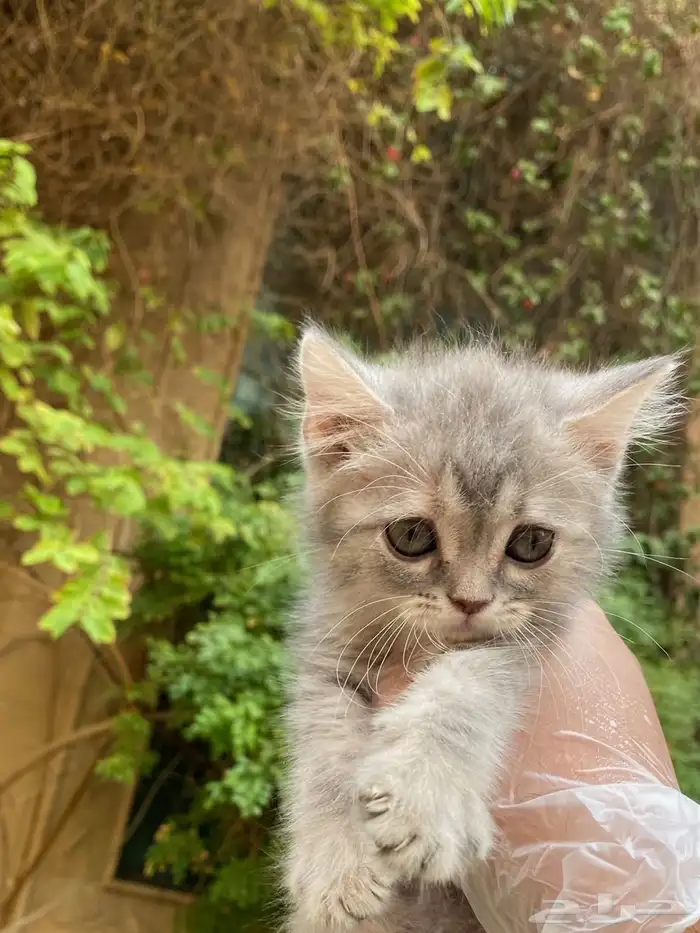 سكوتش فولد مطعمين الوان مميزة للبيع ولايوجد تبني 5