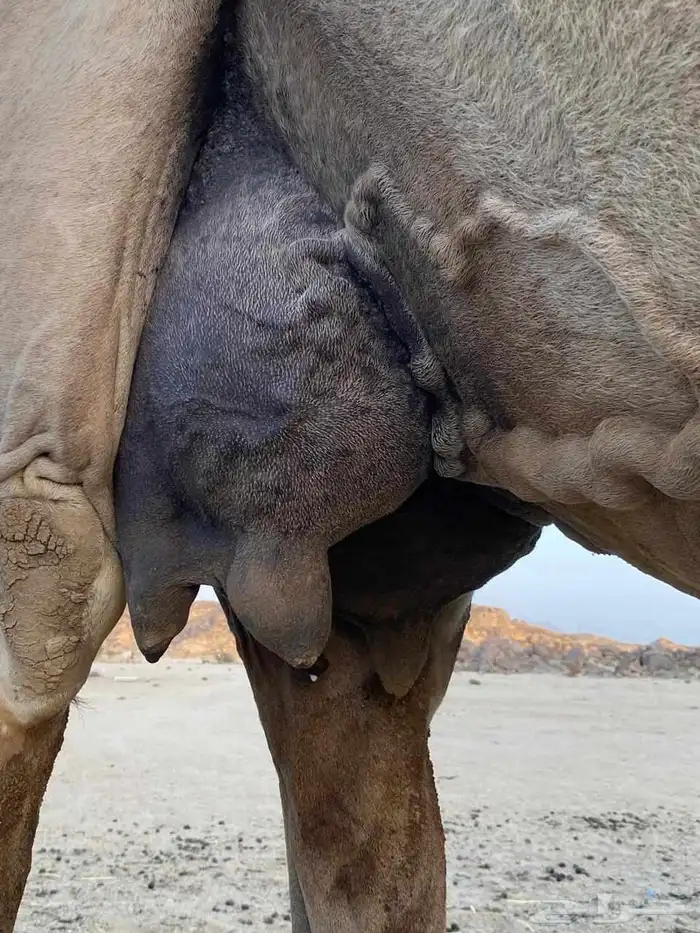 سلام عليكم ورحمة الله وبركاته 4
