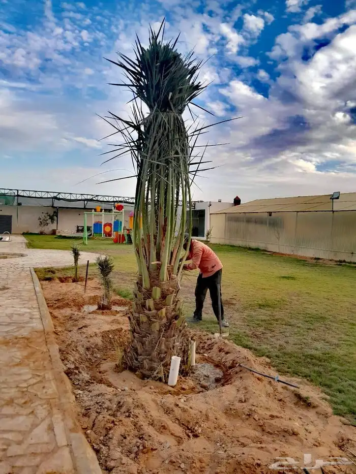 نخل للبيع نخيل نقابل فسايل جثايث خلاص برحي سكري صقعي شيشي 1