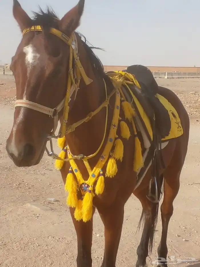 أجار جمال رحول قليصه وا خيول بي اليوم وا الاسبوع وا الشهر 9