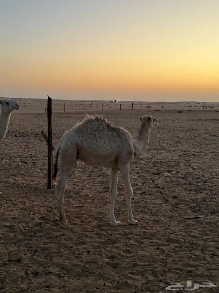 قعود للبيع 0