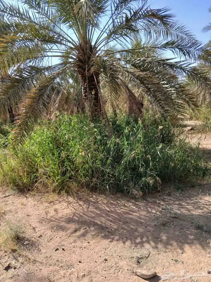 تكريب وتنضيف انخيل وتحويض قلاع الفروخ وغرس 0