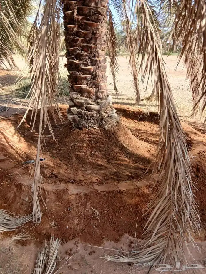تكريب وتنضيف انخيل وتحويض قلاع الفروخ وغرس 1