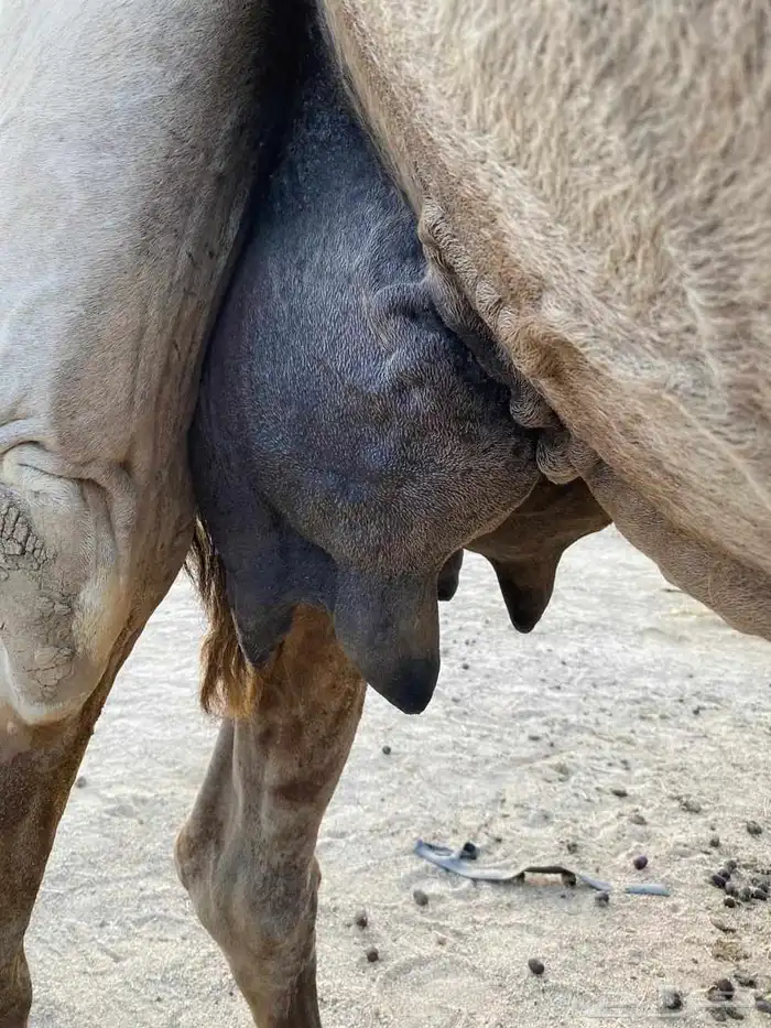سلام عليكم ورحمة الله وبركاته 5