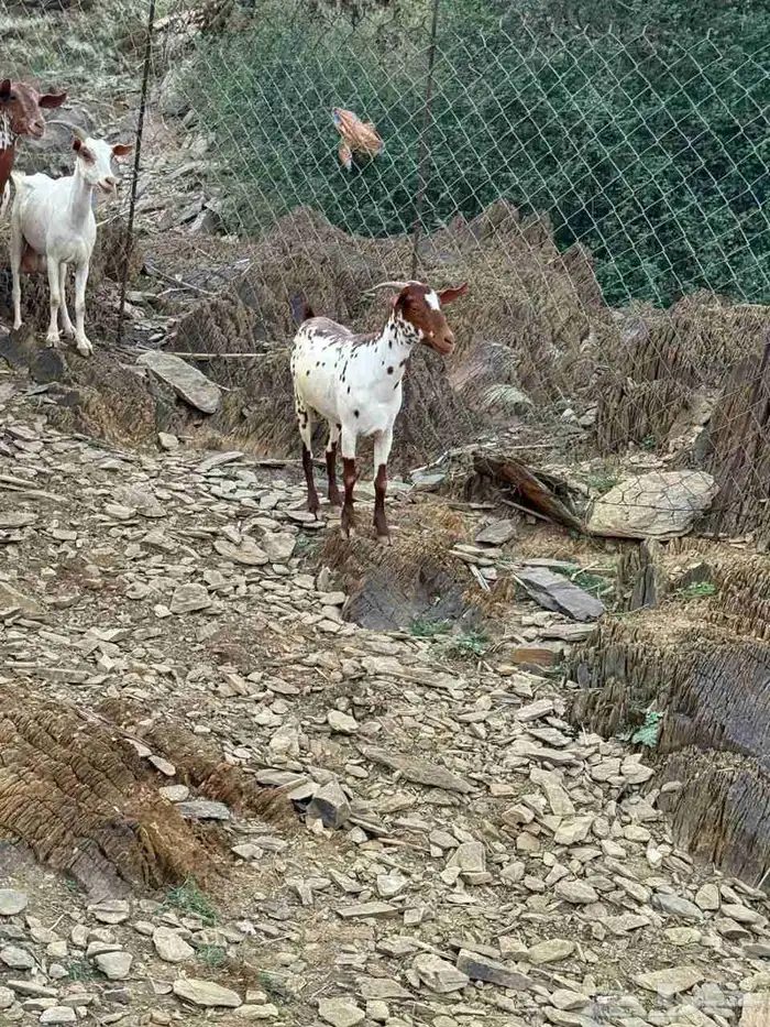 غنم للبيع 2