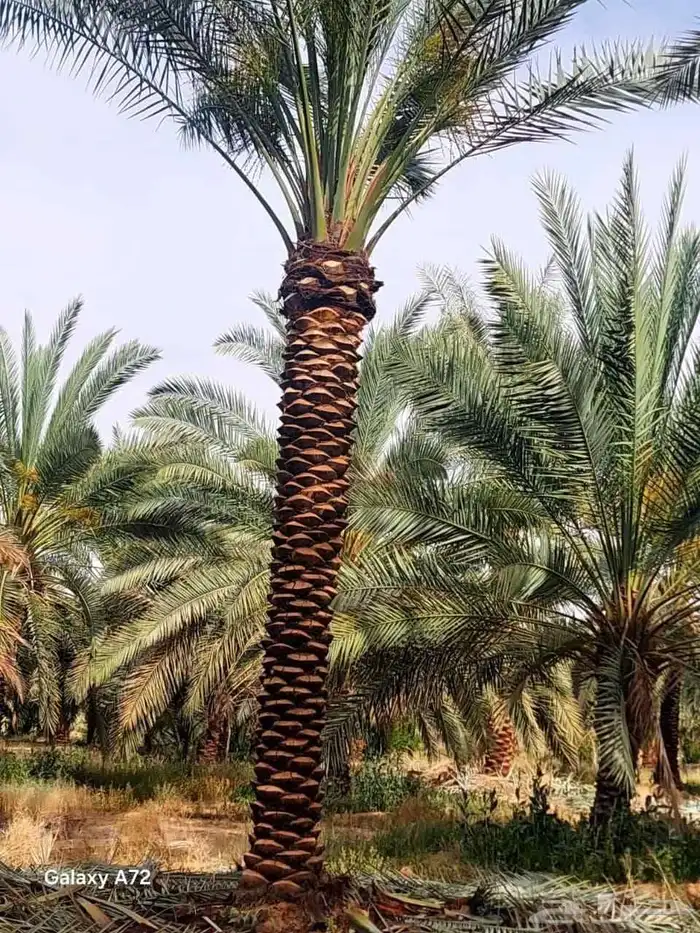 نخيل درجه اولى عربي و واشنطن 6