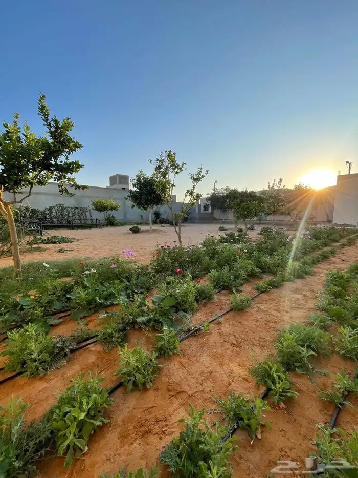 للبيع مزرعة في المزاحمية الحنية 1