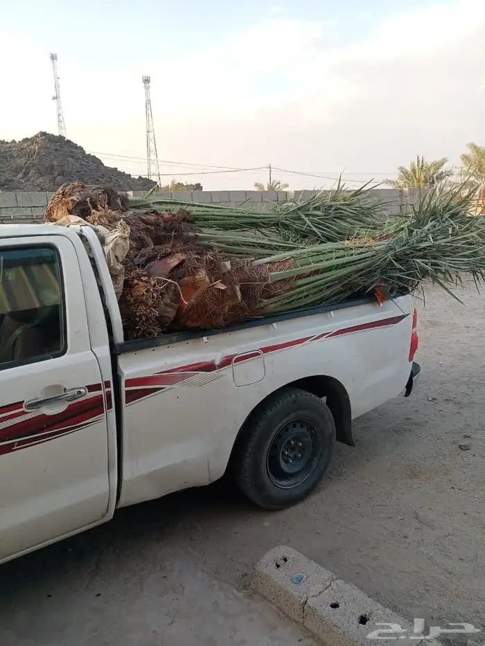 يوجد لدينا جميع انواع النخيل 0