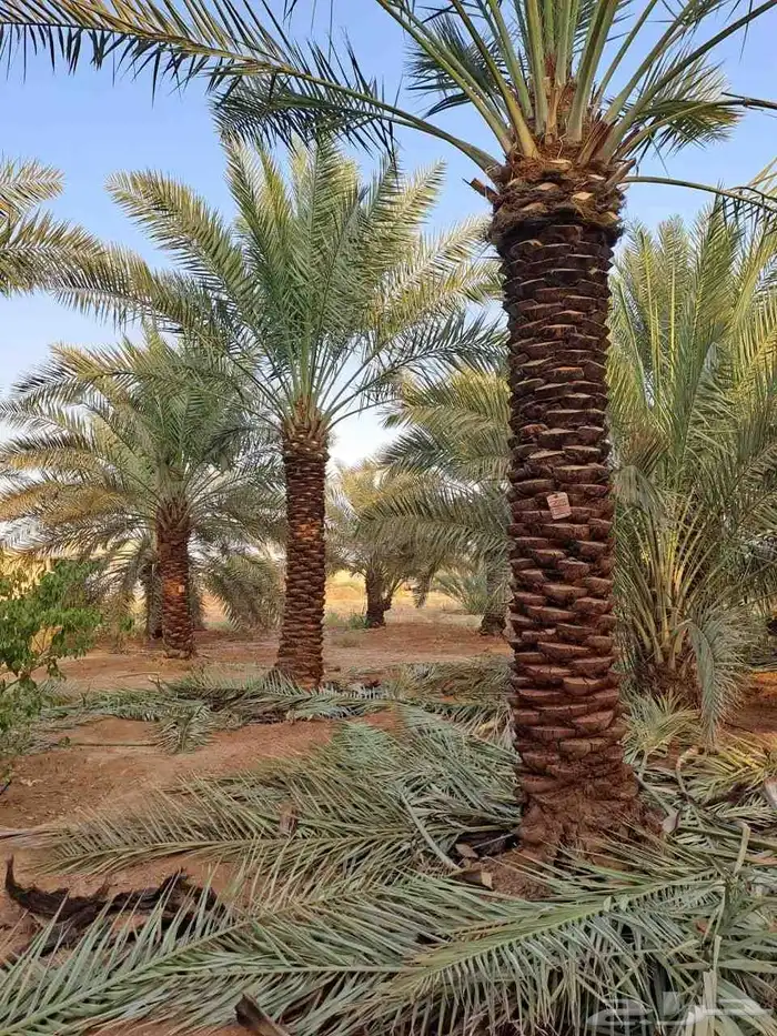 مشاالله تبارك الله نخل طيب 8