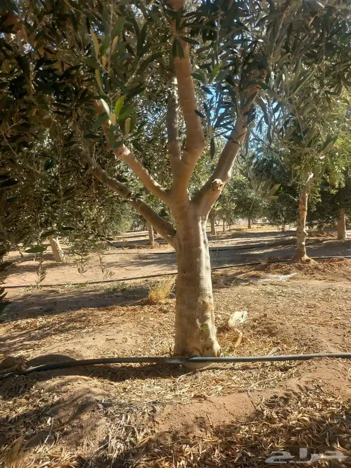 أشجار زيتون ونخل مثمرللبيع 0