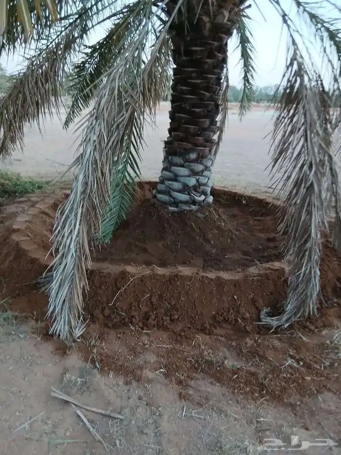 تكريب وتنضيف انخيل وتحويض قلاع الفروخ وغرس 2