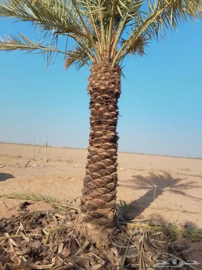 يوجد لدينا جميع انواع النخيل المثمره وجميع المقاسات المختلفة 3
