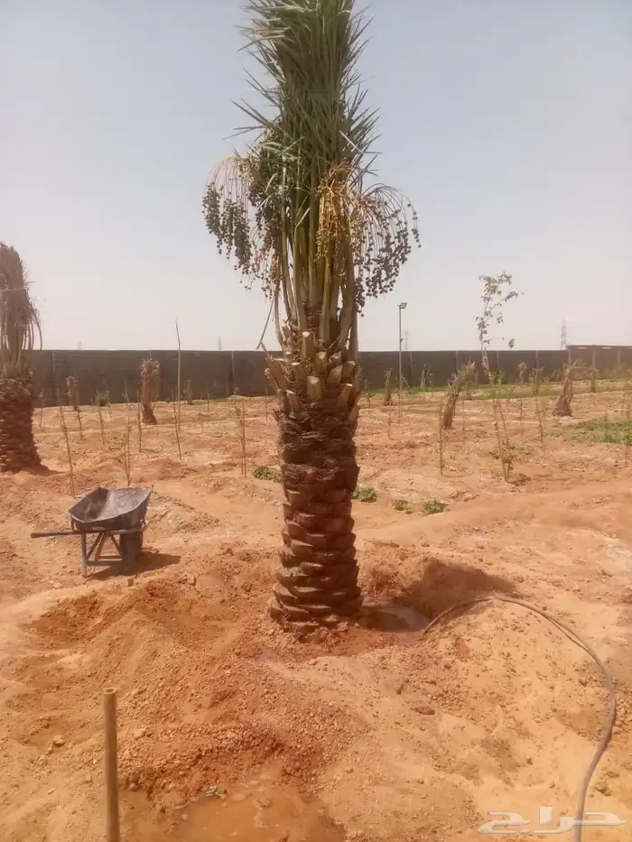 سلام عليكم اليوم عندنا الفسيل المثمره صقعي مجدول روتن برني 4