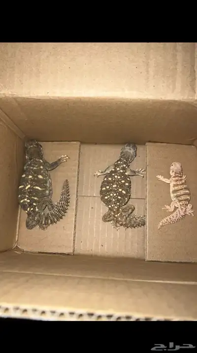 ضبان انتاج محميه خاصه للبيع 0