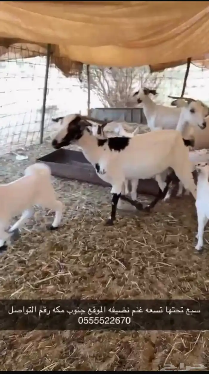 معزا نظيفة للبيع 0