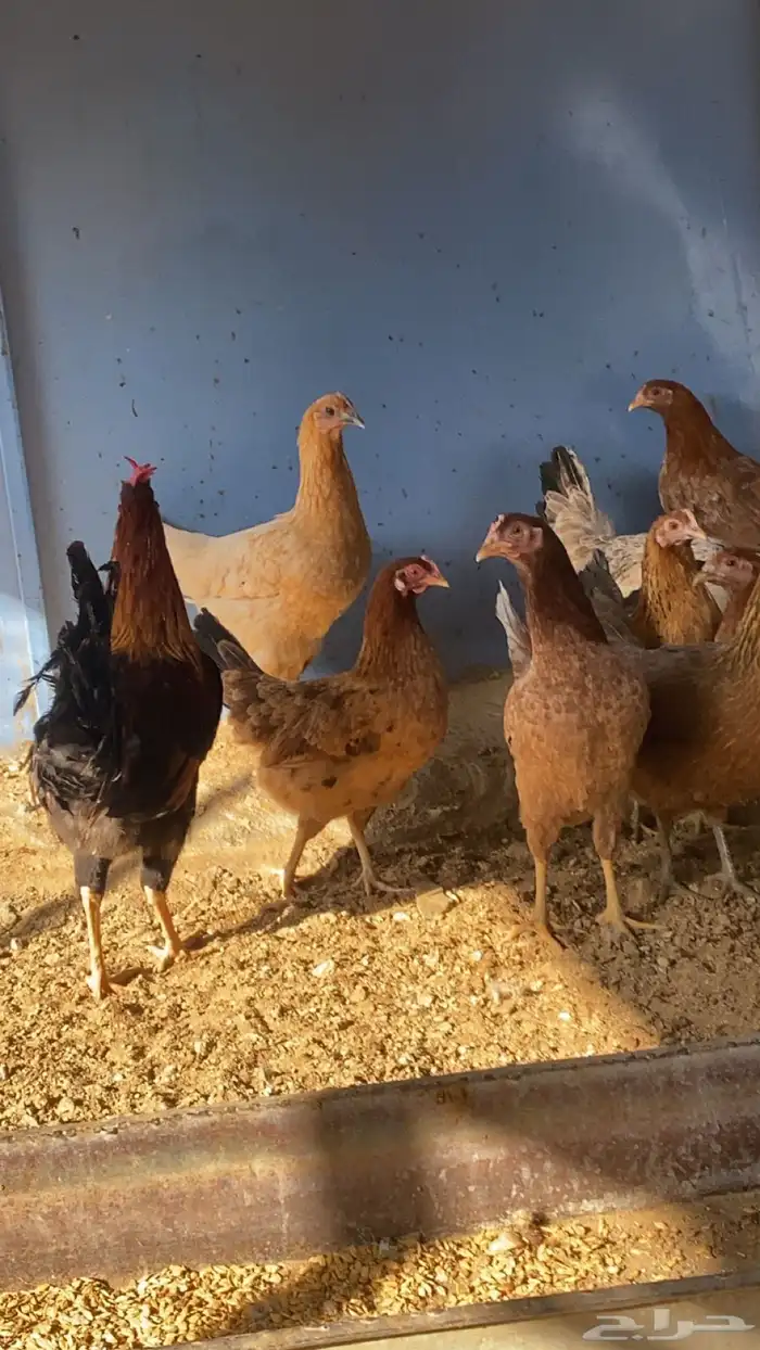 دجاج بلدي بياض 2