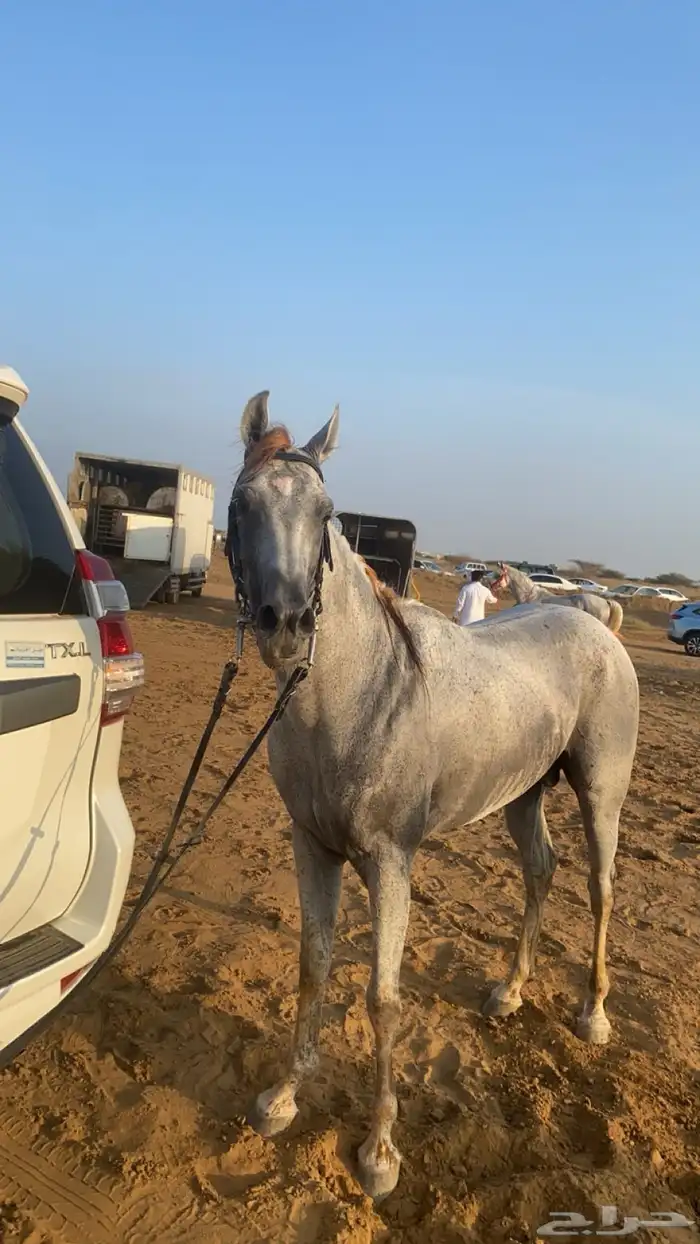 خيل عربي 2