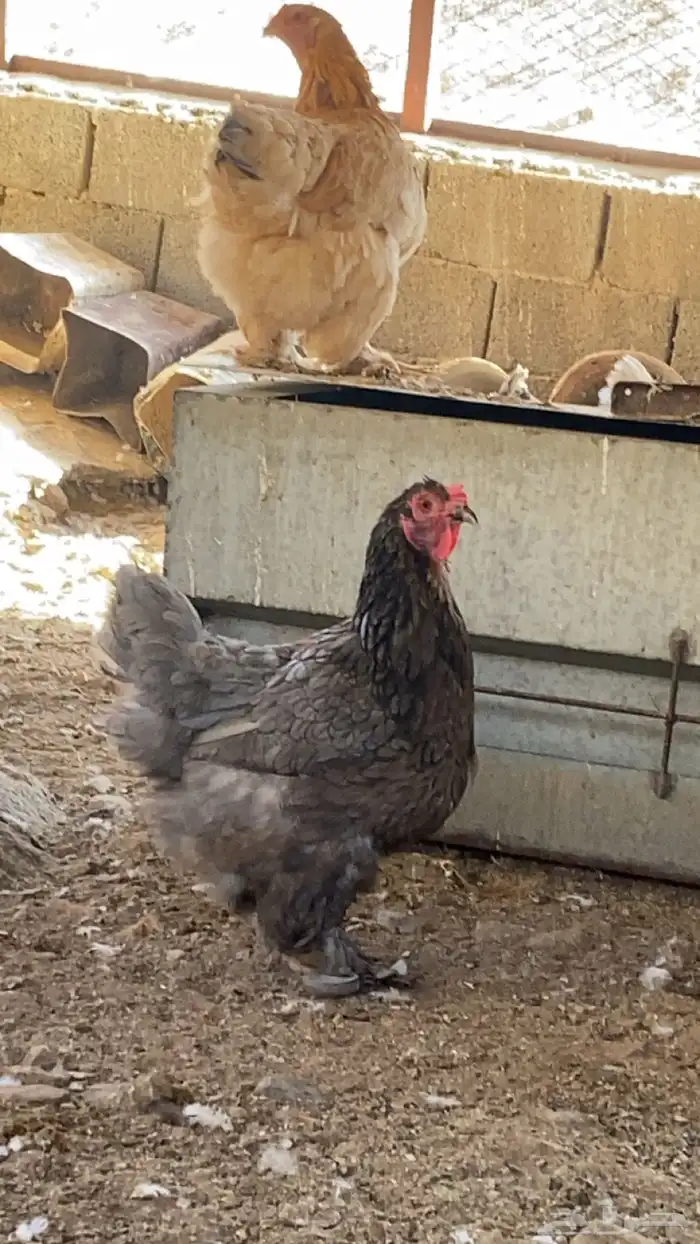 دجاج براهم 4