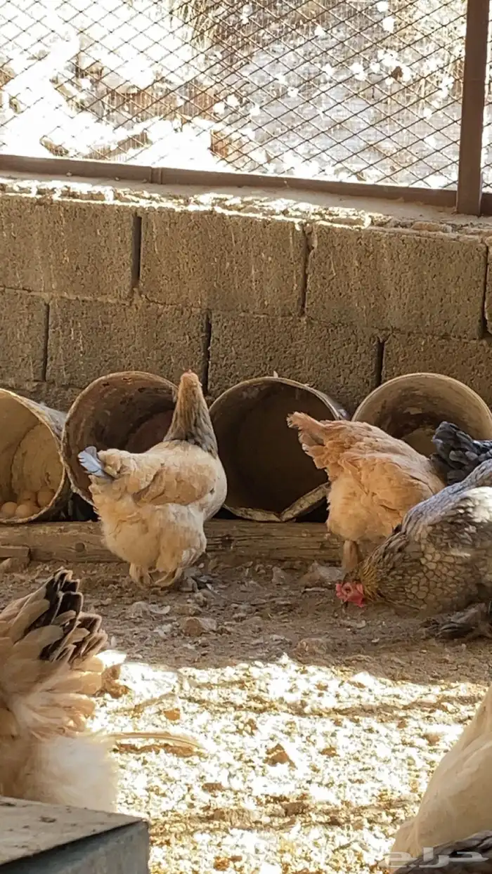 دجاج براهم 3