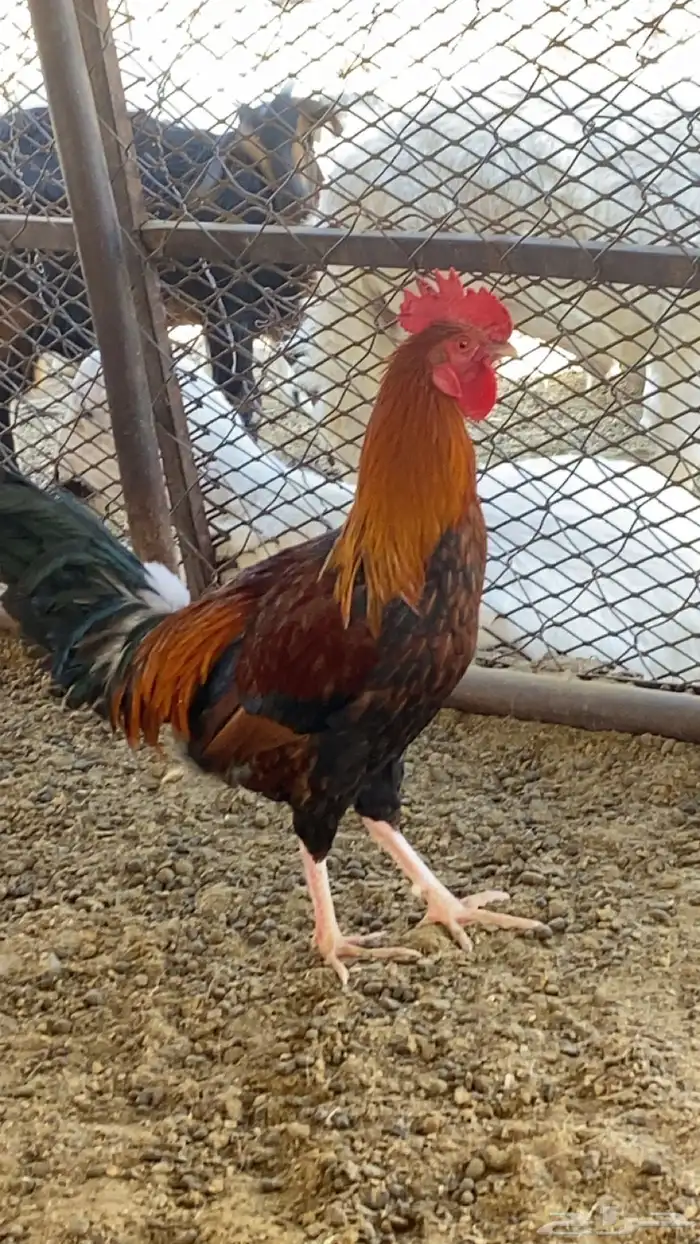 3 ديوك. 2 بلدي 1 ماكنتوش 4