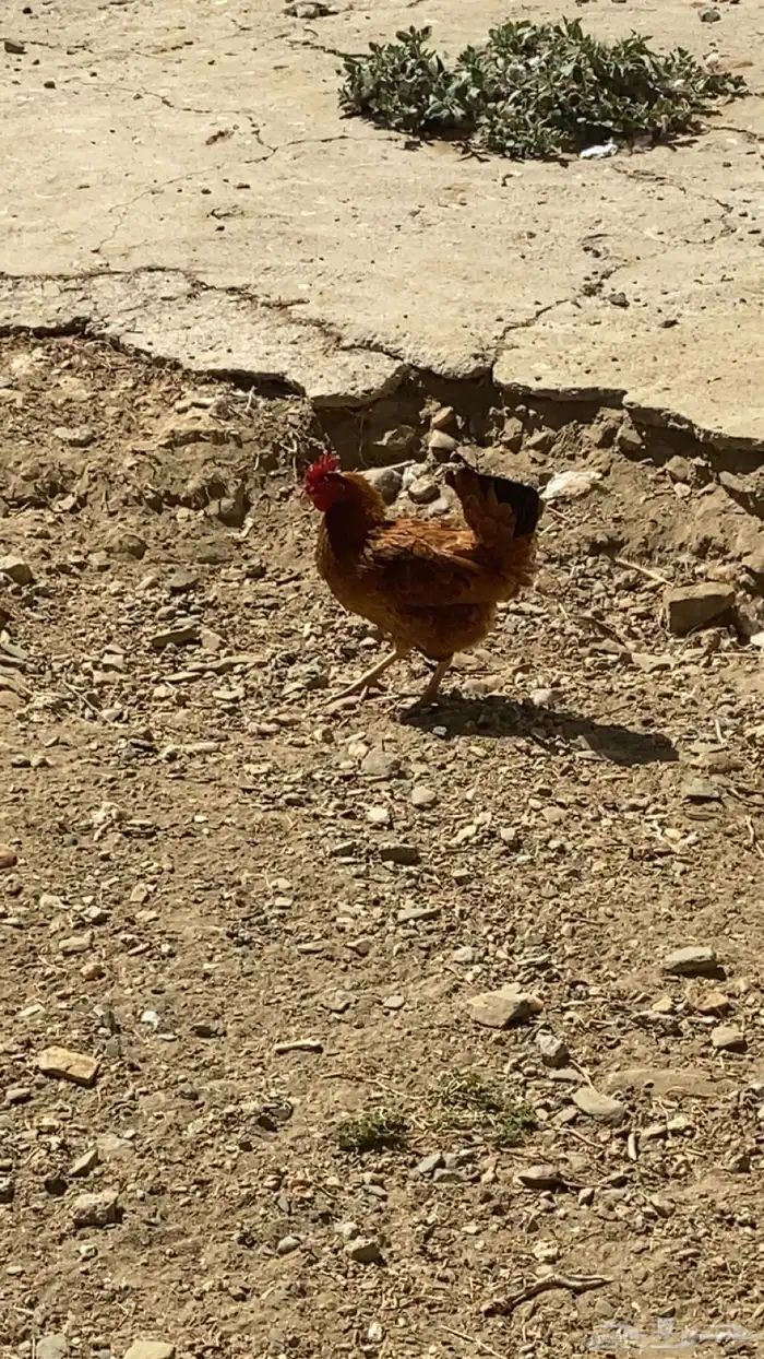 دجاج بلدي للبيع 15