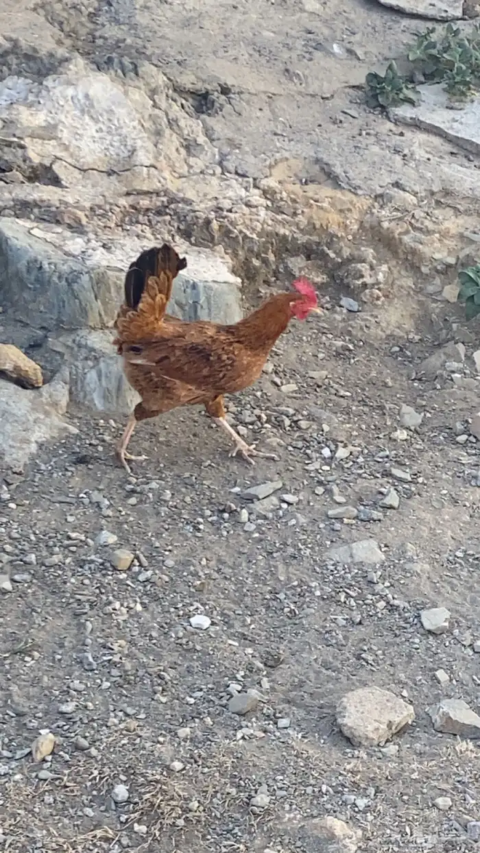 دجاج بلدي للبيع 16
