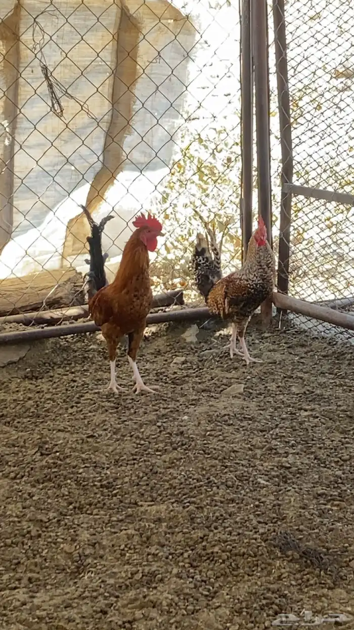 3 ديوك. 2 بلدي 1 ماكنتوش 7