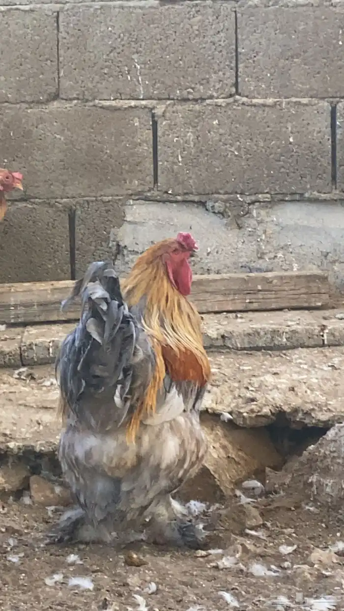 دجاج براهم 5