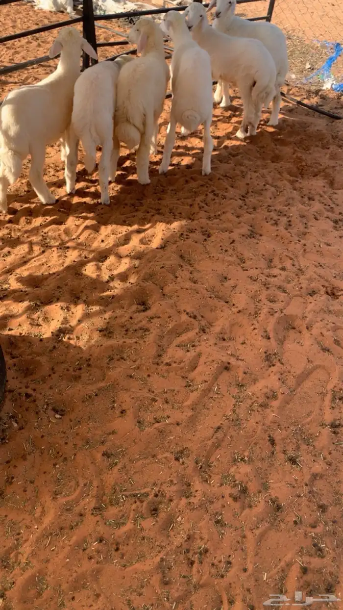 حريات لبانيه 3