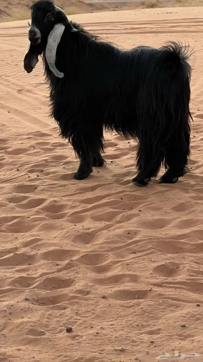 تيس فحل عارضي 0