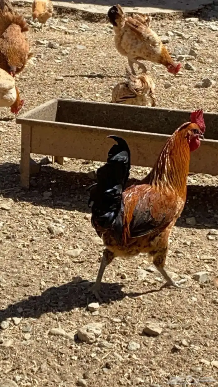 دجاج بلدي للبيع 19