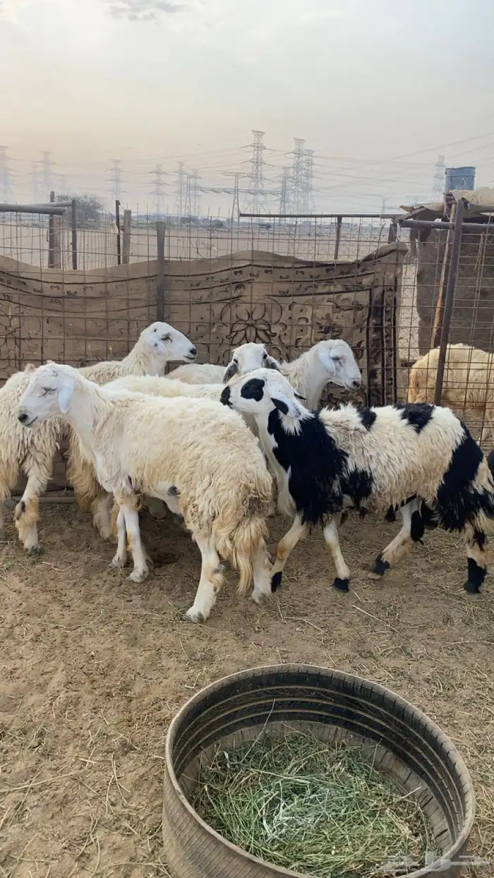 طليان العدد 5 0