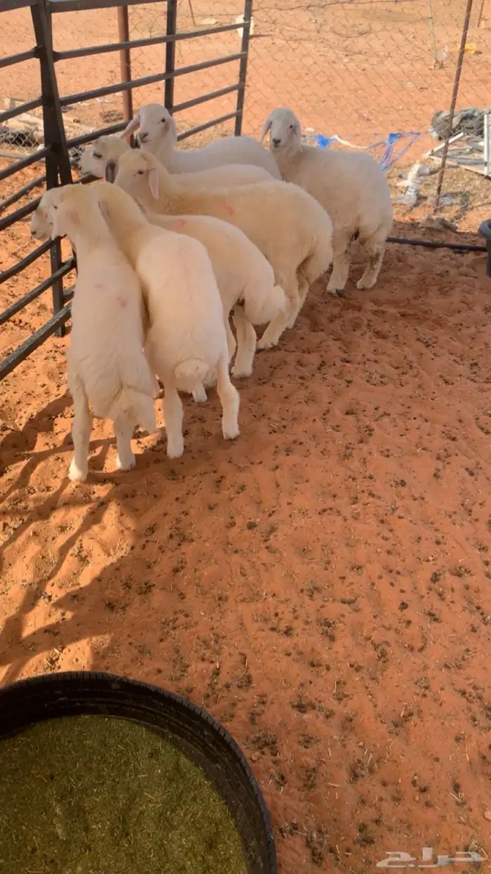 حريات لبانيه 4