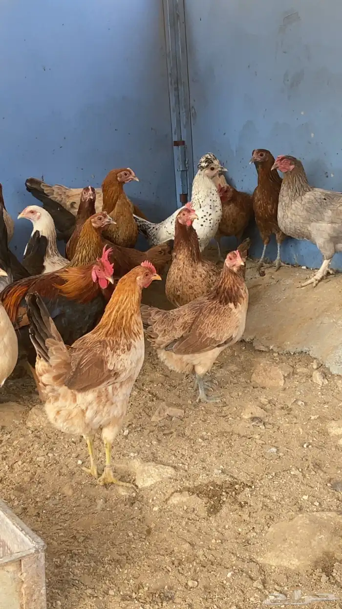 دجاج بلدي بياض 3