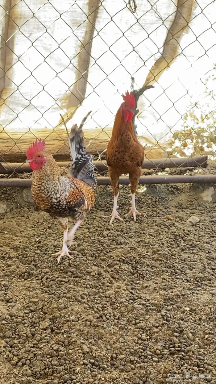 3 ديوك. 2 بلدي 1 ماكنتوش 9