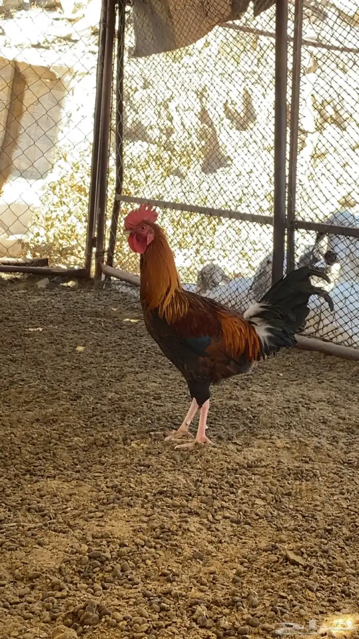 3 ديوك. 2 بلدي 1 ماكنتوش 6