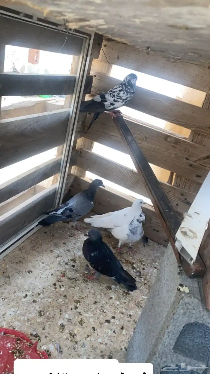 حمام للبيع 0