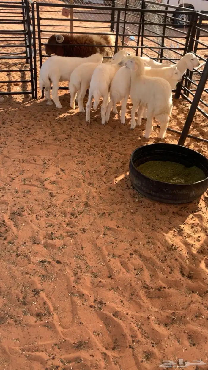 حريات لبانيه 1