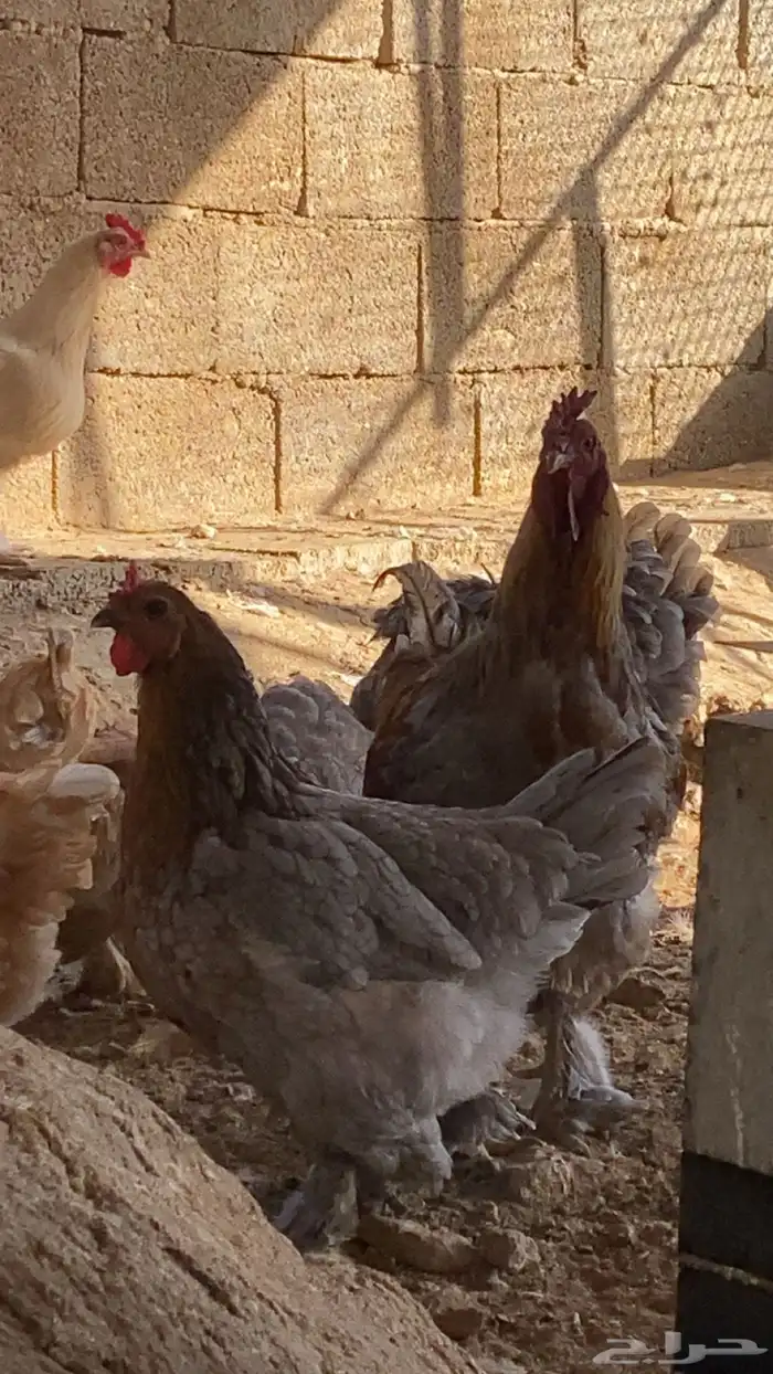 دجاج براهم 0