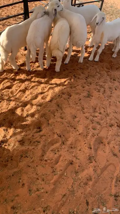 حريات لبانيه index