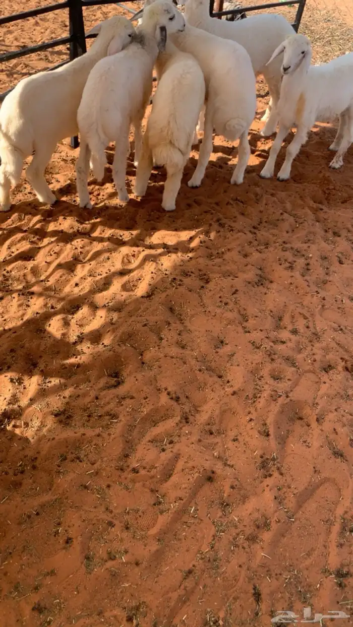 حريات لبانيه 2