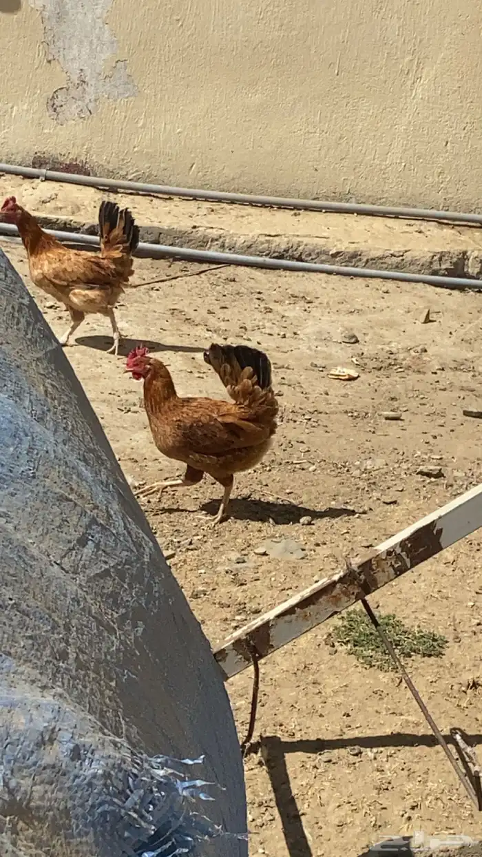 دجاج بلدي للبيع 14