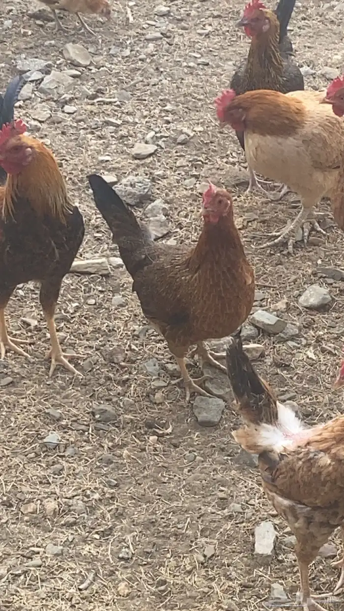 دجاج بلدي للبيع 17