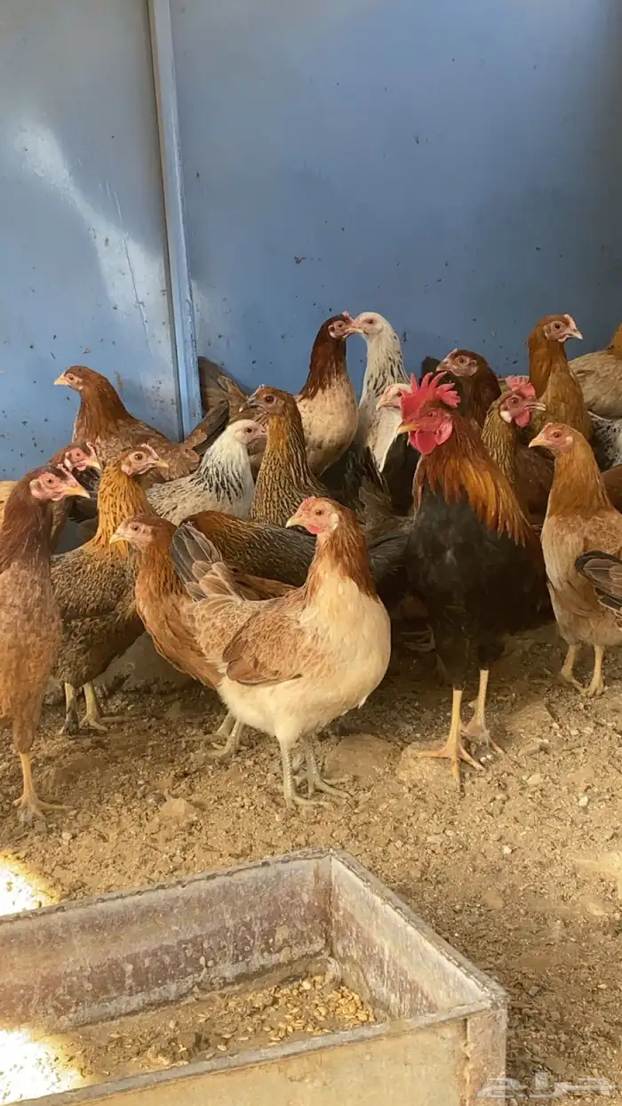 دجاج بلدي بياض 5