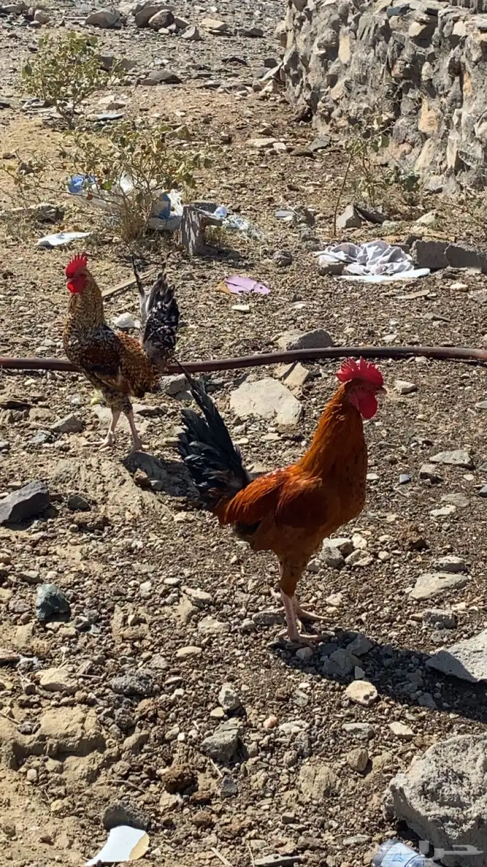 3 ديوك. 2 بلدي 1 ماكنتوش 5