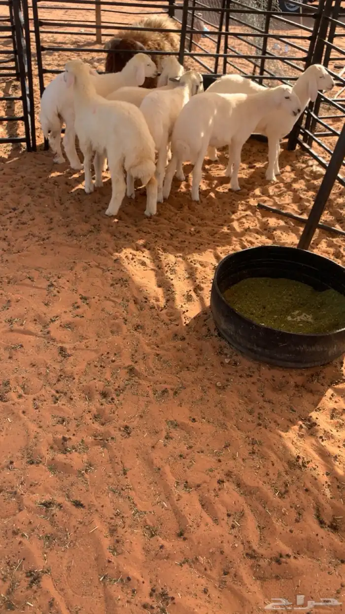 حريات لبانيه 0