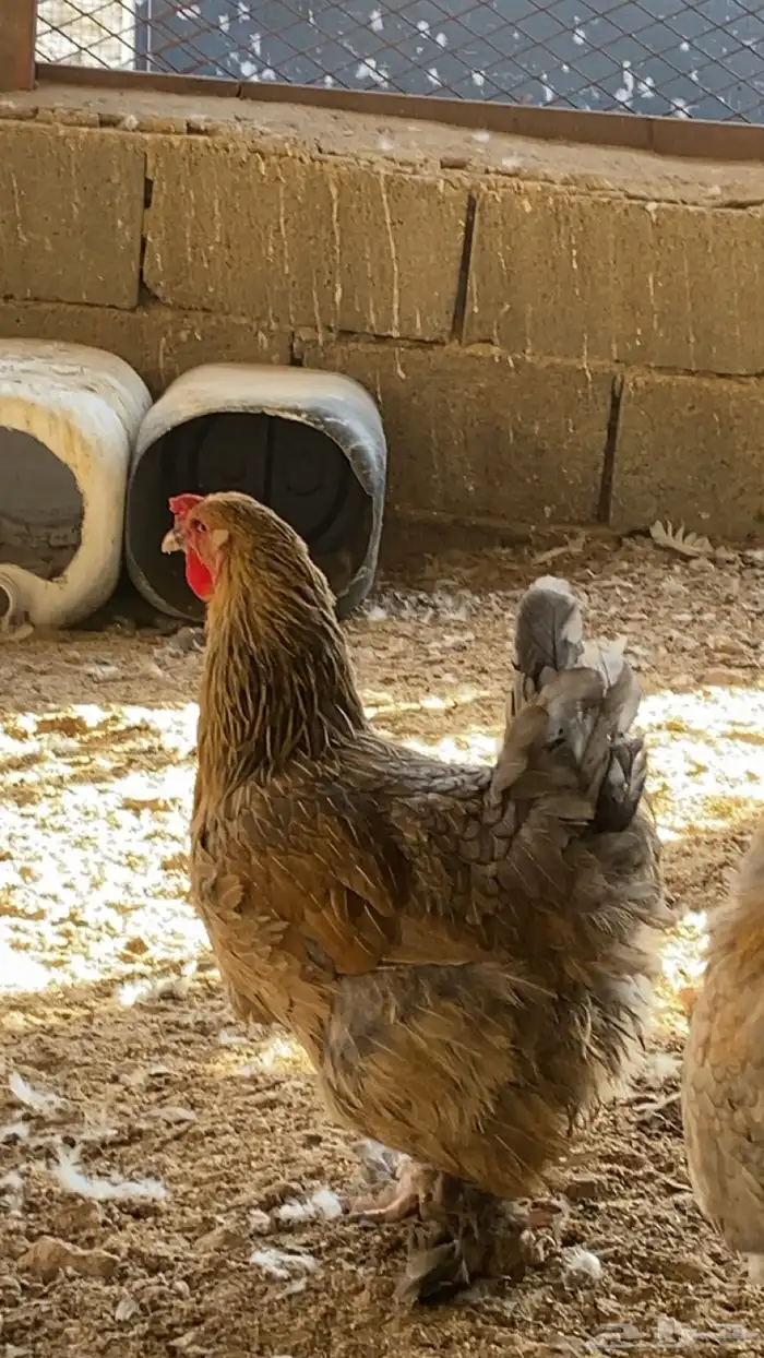 دجاج براهم 2