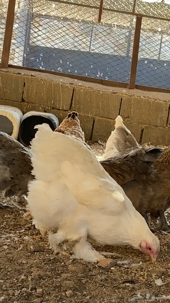 دجاج براهم 1