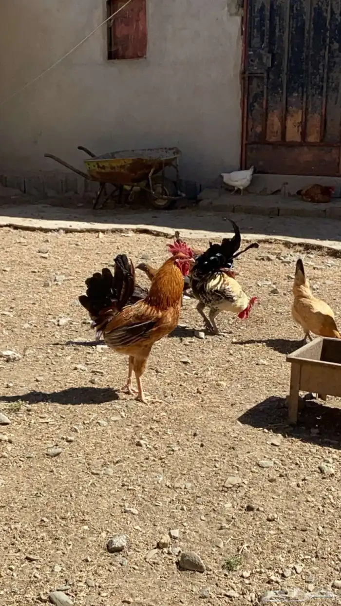 دجاج بلدي للبيع 20